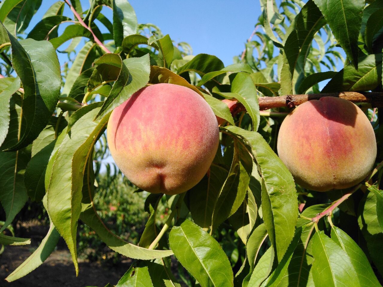 ripe peaches on branch